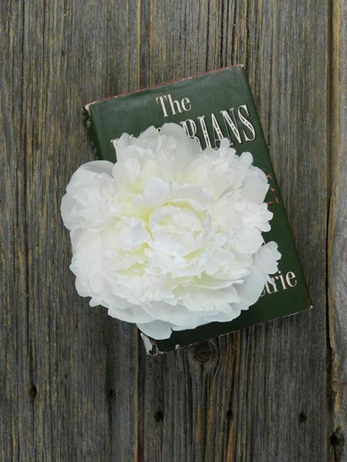 DUCHESS DE NEMOURS  WHITE PEONIES